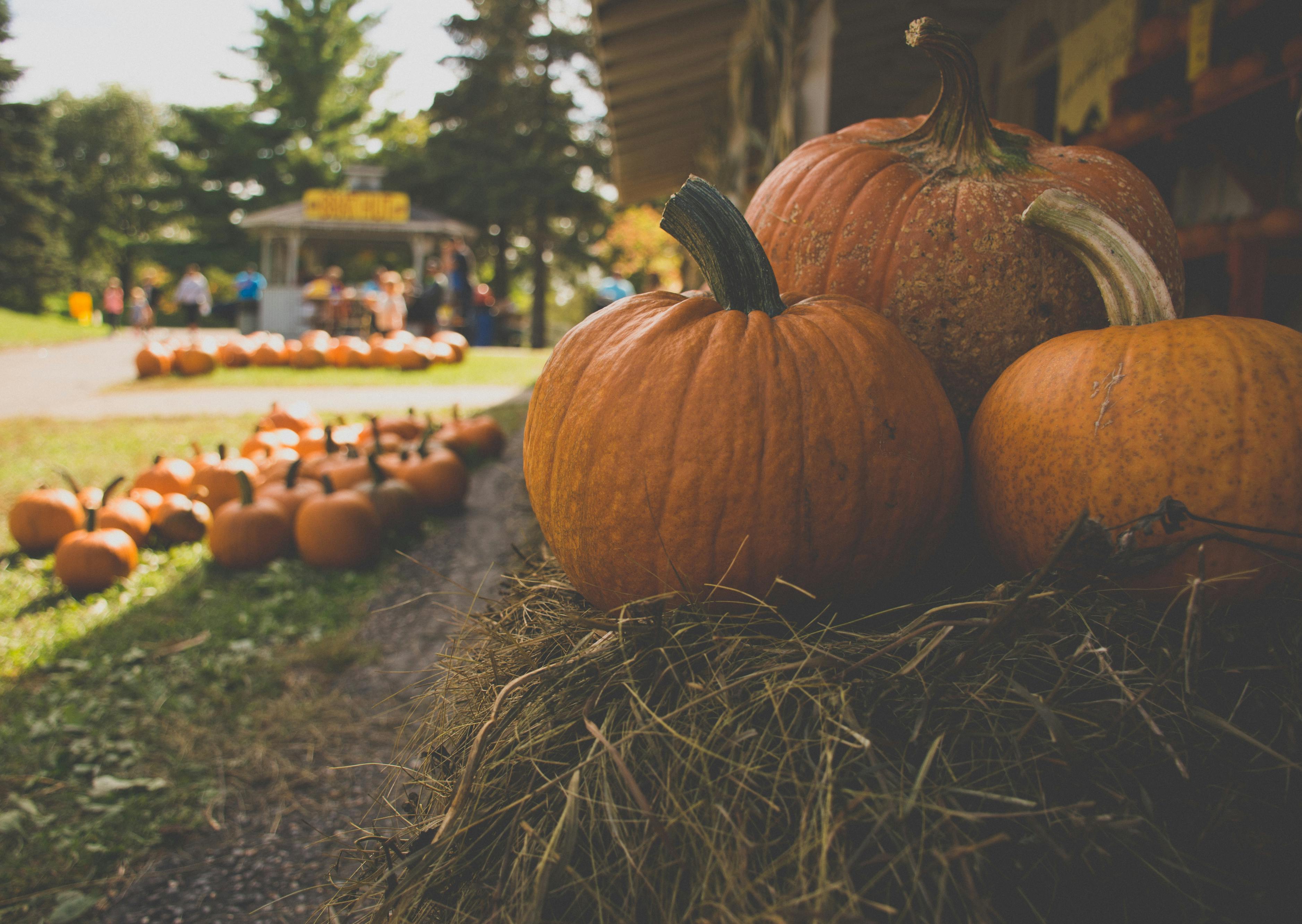 Photo by Joshua Slate: https://www.pexels.com/photo/selective-focus-photography-of-pumpkins-594584/